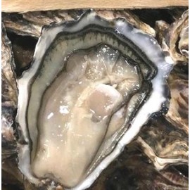 Ancelin安莎蓮 No.2x12隻